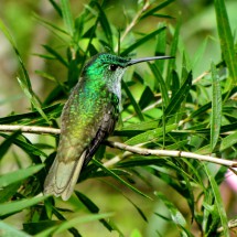 Another green hummingbird